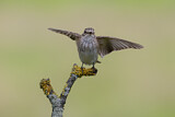 Image. Spotted Flycatcher