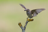 Image. Spotted Flycatcher