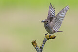 Image. Spotted Flycatcher