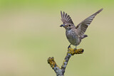 Image. Spotted Flycatcher