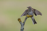 Image. Spotted Flycatcher