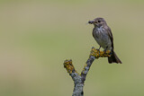 Image. Spotted Flycatcher