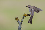 Image. Spotted Flycatcher
