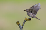 Image. Spotted Flycatcher