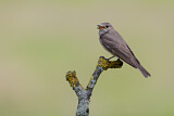 Image. Spotted Flycatcher
