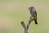 Image. Spotted Flycatcher