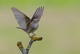 Image. Spotted Flycatcher