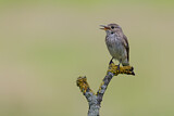 Image. Spotted Flycatcher