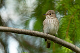 Image. Spotted Flycatcher