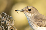 Image. Spotted Flycatcher