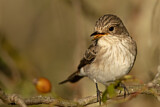 Image. Spotted Flycatcher