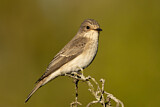 Image. Spotted Flycatcher
