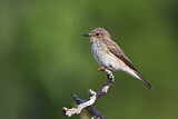 Image. Spotted Flycatcher
