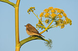 Image. Spotted Flycatcher