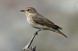 Image. Spotted Flycatcher