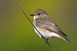 Image. Spotted Flycatcher