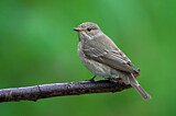 Image. Spotted Flycatcher