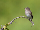 Image. Spotted Flycatcher