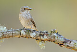 Image. Spotted Flycatcher