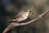 Image. Spotted Flycatcher