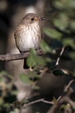Image. Spotted Flycatcher