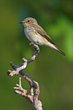 Image. Spotted Flycatcher
