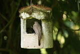 Image. Spotted Flycatcher