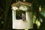 Image. Spotted Flycatcher
