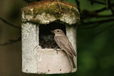 Image. Spotted Flycatcher