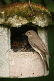 Image. Spotted Flycatcher