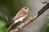 Image. Spotted Flycatcher