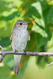 Image. Spotted Flycatcher