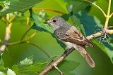 Image. Spotted Flycatcher