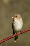 Image. Spotted Flycatcher