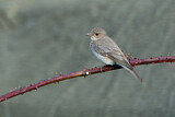 Image. Spotted Flycatcher