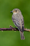 Image. Spotted Flycatcher