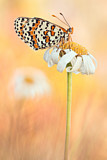 Image. Spotted Fritillary