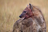Image. Spotted Hyena