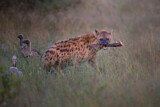 Image. Spotted Hyena