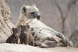 Image. Spotted Hyena