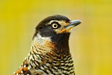 Image. Spotted Laughingthrush