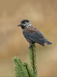 Image. Spotted Nutcracker