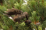 Image. Spotted Nutcracker