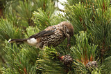 Image. Spotted Nutcracker