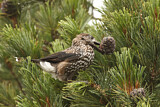 Image. Spotted Nutcracker