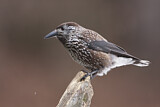 Image. Spotted Nutcracker
