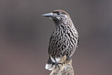 Image. Spotted Nutcracker