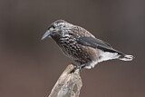 Image. Spotted Nutcracker