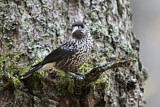 Image. Spotted Nutcracker
