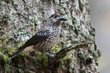 Image. Spotted Nutcracker